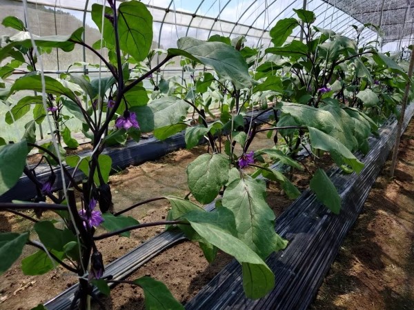 能登新鮮組の野菜